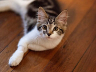 Bandit Photo
