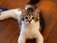 Bandit Photo