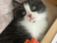 Felix Photo