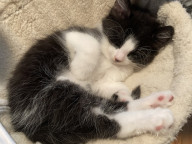 Felix Photo