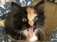 Toffee Photo