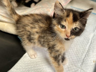 Callie Photo