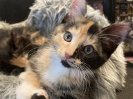 Callie Photo