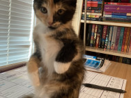 Callie Photo