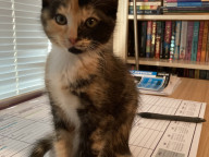 Callie Photo