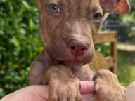 Kreacher Photo