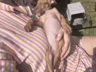 Kreacher Photo
