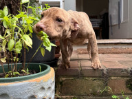 Kreacher Photo