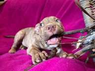 Kreacher Photo