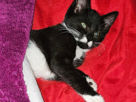 Gomez Photo