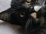 Gomez Photo