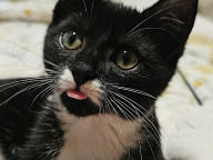 Gomez Photo