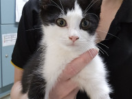 Reginald Photo