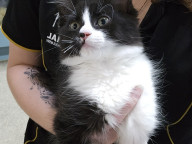 Percival Photo