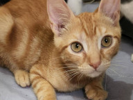 Jingles Photo