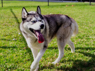 Bailey Photo