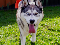 Bailey Photo