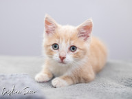 Butterscotch Photo