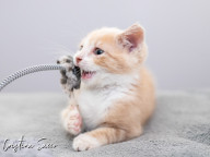 Butterscotch Photo