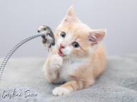 Butterscotch Photo