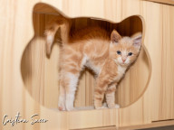 Butterscotch Photo