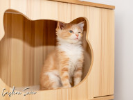 Butterscotch Photo