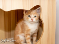 Butterscotch Photo