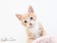 Butterscotch Photo
