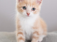 Butterscotch Photo