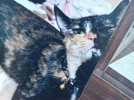 Daphne Photo