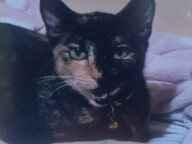Daphne Photo