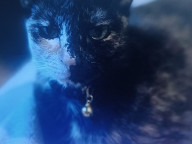 Daphne Photo