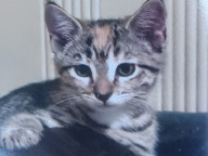 Bindi Photo