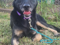 Jett  (popeye)  Photo