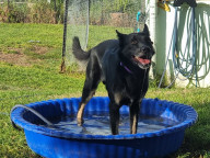 Jett  (popeye)  Photo