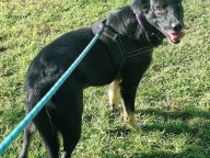 Jett  (popeye)  Photo
