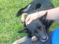 Jett  (popeye)  Photo