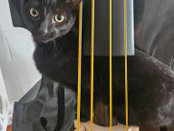 Jett Photo