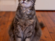Bean Photo