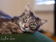 Bean Photo