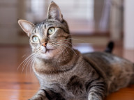 Missy Photo