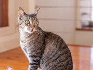 Missy Photo