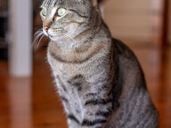 Missy Photo