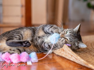 Missy Photo