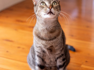 Missy Photo