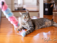 Missy Photo
