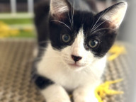 Oswald Photo