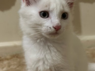 Kimba Photo