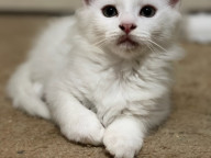 Niko Photo