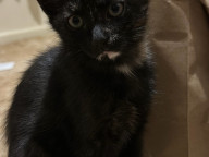 Pip Photo